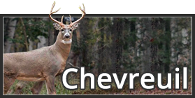 Chevreuil