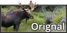 Orignal